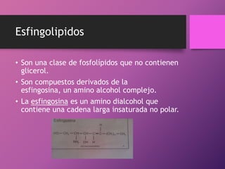 Esfingolipidos
• Son una clase de fosfolípidos que no contienen
glicerol.
• Son compuestos derivados de la
esfingosina, un amino alcohol complejo.
• La esfingosina es un amino dialcohol que
contiene una cadena larga insaturada no polar.

 