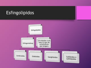 Esfingolipidos

 
