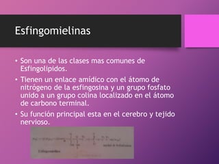 Esfingomielinas
• Son una de las clases mas comunes de
Esfingolipidos.
• Tienen un enlace amídico con el átomo de
nitrógeno de la esfingosina y un grupo fosfato
unido a un grupo colina localizado en el átomo
de carbono terminal.
• Su función principal esta en el cerebro y tejido
nervioso.

 