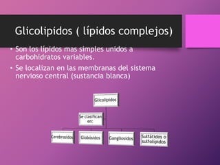 Glicolipidos ( lípidos complejos)
• Son los lípidos mas simples unidos a
carbohidratos variables.
• Se localizan en las membranas del sistema
nervioso central (sustancia blanca)

 
