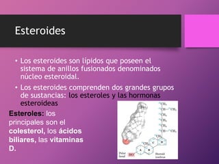 Esteroides
• Los esteroides son lípidos que poseen el
sistema de anillos fusionados denominados
núcleo esteroidal.
• Los esteroides comprenden dos grandes grupos
de sustancias: los esteroles y las hormonas
esteroideas
Esteroles: los
principales son el
colesterol, los ácidos
biliares, las vitaminas
D.

 