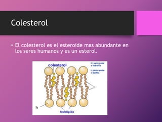 Colesterol
• El colesterol es el esteroide mas abundante en
los seres humanos y es un esterol.

 