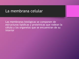 La membrana celular
Las membranas biológicas se componen de
estructuras lipídicas y proteínicas que rodean la
célula y los organelos que se encuentran de su
interior

 