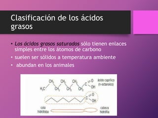 Clasificación de los ácidos
grasos
• Los ácidos grasos saturados sólo tienen enlaces
simples entre los átomos de carbono
• suelen ser sólidos a temperatura ambiente
• abundan en los animales

 