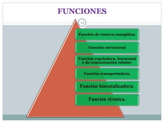 FUNCIONES
14
Función de reserva energética.
Función estructural
Función reguladora, hormonal
o de comunicación celular.
Función transportadora.
Función biocatalizadora.
Función térmica.
 