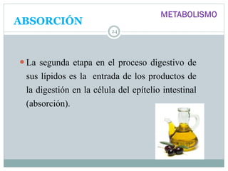 ABSORCIÓN
24
 La segunda etapa en el proceso digestivo de
sus lípidos es la entrada de los productos de
la digestión en la célula del epítelio intestinal
(absorción).
 