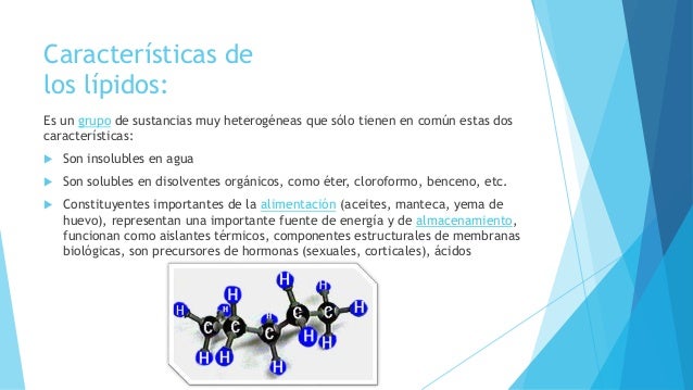 Función de los Lípidos