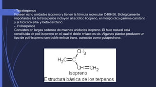 - Tetraterpenos 
Poseen ocho unidades isopreno y tienen la fórmula molecular C40H56. Biológicamente 
importantes los tetraterpenos incluyen al acíclico licopeno, el monpcíclico gamma-caroteno 
y al bicíclico alfa- y beta-caroteno. 
- Politerpenos 
Consisten en largas cadenas de muchas unidades isopreno. El hule natural está 
constituido de poli-isopreno en el cual el doble enlace es cis. Algunas plantas producen un 
tipo de poli-isopreno con doble enlace trans, conocido como gutapechona. 
 