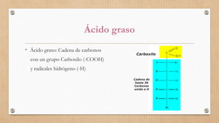 Ácido graso
• Ácido graso: Cadena de carbonos
con un grupo Carboxilo (-COOH)
y radicales hidrógeno (-H)
Carboxilo
Cadena de
hasta 36
Carbonos
unida a H