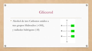 Glicerol
• Alcohol de tres Carbonos unidos a
tres grupos Hidroxilos (–OH),
y radicales hidrógeno (-H)