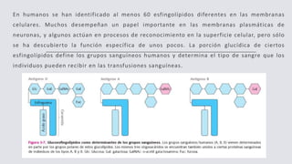 En humanos se han identificado al menos 60 esfingolípidos diferentes en las membranas
celulares. Muchos desempeñan un papel importante en las membranas plasmáticas de
neuronas, y algunos actúan en procesos de reconocimiento en la superficie celular, pero sólo
se ha descubierto la función específica de unos pocos. La porción glucídica de ciertos
esfingolípidos define los grupos sanguíneos humanos y determina el tipo de sangre que los
individuos pueden recibir en las transfusiones sanguíneas.
 