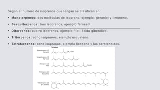 Según el numero de isoprenos que tengan se clasifican en:
 Monoterpenos: dos moléculas de isopreno, ejemplo: geraniol y limoneno.
 Sesquiterpenos: tres isoprenos, ejemplo farnesol.
 Diterpenos: cuatro isoprenos, ejemplo fitol, ácido giberélico.
 Triterpenos: ocho isoprenos, ejemplo escualeno.
 Tetraterpenos: ocho isoprenos, ejemplo licopeno y los carotenoides.
 