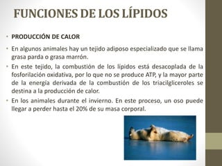 FUNCIONES DE LOS LÍPIDOS
• PRODUCCIÓN DE CALOR
• En algunos animales hay un tejido adiposo especializado que se llama
grasa parda o grasa marrón.
• En este tejido, la combustión de los lípidos está desacoplada de la
fosforilación oxidativa, por lo que no se produce ATP, y la mayor parte
de la energía derivada de la combustión de los triacilgliceroles se
destina a la producción de calor.
• En los animales durante el invierno. En este proceso, un oso puede
llegar a perder hasta el 20% de su masa corporal.
 