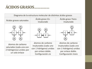 ÁCIDOSGRASOS……………
Diagrama de la estructura molecular de distintos ácidos grasos
Ácidos grasos saturados
Ácido graso Cis-
insaturado
Ácido graso Trans-
insaturado
átomos de carbono
saturados (cada uno con
2 hidrógenos) unidos por
un solo enlace
átomos de carbono
insaturados (cada uno
con 1 hidrógeno) unidos
por enlace doble.
Configuración cis
átomos de carbono
insaturados (cada uno
con 1 hidrógeno) unidos
por enlace doble.
Configuración trans
 