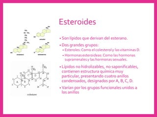 Esteroides
• Son lípidos que derivan del esterano.
• Dos grandes grupos:
• Esteroles:Como el colesteroly lasvitaminas D.
• Hormonasesteroideas:Como las hormonas
suprarrenalesy las hormonas sexuales.
• Lípidos no hidrolizables, no saponificables,
contienen estructura química muy
particular, presentando cuatro anillos
condensados, designados por A, B,C, D.
• Varían por los grupos funcionales unidos a
los anillos
 