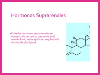 Hormonas Suprarenales
• Entre las hormonas suprarrenales se
encuentra la cortisona, que actúa en el
metabolismo de los glúcidos, regulando la
síntesis de glucógeno.
 