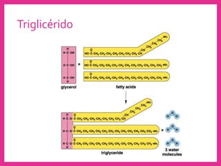 Triglicérido
 