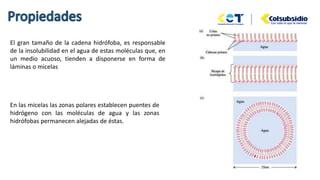 El gran tamaño de la cadena hidrófoba, es responsable
de la insolubilidad en el agua de estas moléculas que, en
un medio acuoso, tienden a disponerse en forma de
láminas o micelas
En las micelas las zonas polares establecen puentes de
hidrógeno con las moléculas de agua y las zonas
hidrófobas permanecen alejadas de éstas.
 