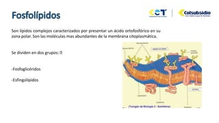 Son lípidos complejos caracterizados por presentar un ácido ortofosfórico en su
zona polar. Son las moléculas mas abundantes de la membrana citoplasmática.
Se dividen en dos grupos:
-Fosfoglicéridos
-Esfingolípidos
 
