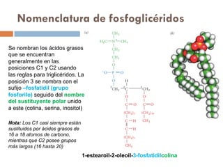 bioquimica, metabolismo de lípidos, betaoxidacion | PDF
