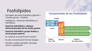 Fosfolípidos
• Derivados de ácido fosfatídico (glicerol +
2 ácidos grasos + fosfato).
• Anfipáticos : dominios hidrofóbicos e
hidrofílicos
• Dominio hidrofóbico: cadenas
hidrocarbonadas de los ácidos grasos
• Dominio hidrofílico: grupo fosfato y
otros grupos polares
• En solución acuosa forman micelas
• En alta concentración forman bicapas
• Nombre: prefijo fosfatidil+ derivado
amino o polialcohol
 