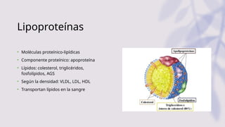 Lipoproteínas
• Moléculas proteínico-lipídicas
• Componente proteínico: apoproteína
• Lípidos: colesterol, triglicéridos,
fosfolípidos, AGS
• Según la densidad: VLDL, LDL, HDL
• Transportan lípidos en la sangre
 