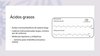 Ácidos grasos
• Ácidos monocarboxílicos de cadena larga
• Cadenas hidrocarbonadas largas, número
par de carbonos
• Moléculas bipolares y anfípáticas:
• Extremo polar (hidrófilo) ionizante (-
COOH)
 