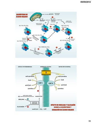 09/09/2012




                                                                                 GLUCOLISIS     carbohidratos
                                                                      piruvato                   de la dieta


                                                                                       1
                                                    ATP CoA                         ATP HCO3-

                                          citrato                      acetil-CoA                         malonil-CoA
                                                     citrato liasa                      acetil-CoA                           Malonil-CoA-
                                                                                        carboxilasa                         ACP transferasa
                                                                      SH                              SH
                                          acetil-CoA-ACP
                                           transacetilasa SH                        CH3-CO-S
   H3C-CH2-CH2-CO-S                                                                                                -OOC-CH -CO-S
                                                                                                                          2
                                                                                    2
               SH                                                                                                   CH3-CO-S
                                                                     ACP                                                3



                                                                SH
                                  H3C-CH2-CH2-CO-S

                                                                                                                                          4
        Enoil-ACP       NADP+
                                                                                                                            CO2
        reductasa   7                                                                                                                  b-ceto-ACP
                        NADPH                                                                                   H3C-CO-CH2-CO-S          sintasa
H3C-CH=CH-CO-S
                                                                                                                            SH
         SH


                                                    H3C-CHOH-CH2-CO-S
                                                                                                      5
                                    H2O
                                                6                          SH




 ESPACIO INTERMEMBRANA                                MEMBRANA INTERNA                                       MATRIZ MITOCONDRIAL




                                                                      T
               acil-carnitina                                                                               acil-carnitina

                    CoA                                                                                            CoA

                                                CAT I                            CAT II
              acil-CoA                                                                                             acil-CoA

                    carnitina                                                                              carnitina



         ácido graso sintasa
 AG                                   malonil-CoA

  INSULINA          +
                                 acetil-CoA
                                carboxilasa


GLUCAGÓN

                                acetil-CoA + CO2 + ATP




                                                                                                                                                           11
 
