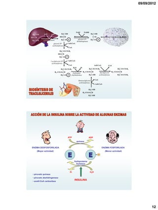 09/09/2012




                                                        NAD+         NADH
           ATP       ADP            H2C-OH                                    H2C-OH
                                  HO-CH                                         C=O                    GLUCOLISIS
                                   H2C-O- P                 glicerol-3P-      H2C-O- P
           glicerolquinasa
                                                          deshidrogenasa
                        glicerol-3P-         Acil-CoA
                       aciltransferasa
                                             CoA

                                  H2C-O-CO-R1
                                HO-CH
                                 H2C-O- P

                     1-acilglicerol-3P-      Acil-CoA
                      aciltransferasa
                                             CoA                                   Acil-CoA        CoA
                                                   H2 O        Pi
                                   H2C-O-CO-R1                             H2C-O-CO-R1                        H2C-O-CO-R1
                                                                    R2 -CO-O-CH
                             R2 -CO-O-CH          fosfatidato                             diacilglicerol R2 -CO-O-CH
                                   H2C-O- P     fosfohidrolasa             H2C-OH        aciltransferasa        H2C-O-CO-R3


                                                           Monoacilglicerol        CoA
                                                            aciltransferasa
                                                                                    Acil-CoA


                                                                           H2C-OH
                                                                    R2-CO-O-CH
                                                                           H2C-OH




                                            ATP                            ADP
                                                          quinasa


ENZIMA DESFOSFORILADA                                                                         ENZIMA FOSFORILADA
    (Mayor actividad)                                                                           (Menor actividad)
                                                                                         P


                                                    fosfoproteína
                                                      fosfatasa



                                              Pi                            H2 O
• piruvato quinasa
• piruvato deshidrogenasa
• acetil-CoA carboxilasa
                                                    INSULINA




                                                                                                                                     12
 
