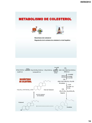 09/09/2012




                                    Biosíntesis del colesterol
                                    Regulación de la síntesis de colesterol a nivel hepático




                                                                              CoA-SH               CH3
                  Tiolasa
2CH3-CO-SCoA                CH3-CO-CH2-CO-SCoA + CH3-CO-SCoA                        -OOC-CH2-COH-CH2-CO-SCoA
 Acetil CoA                                                                  HMGCoA         HMGCoA
                               Acetoacetil CoA
                                                                             sintasa
                                                                                                           2NADPH
                                                                                            HMGCoA
                                                                                            reductasa
                                                                                                           2NADP+
                                                                                                           CoA-SH
                                                                                               CH3
                                                                                       -OOC-CH2-COH-CH2- CH2-OH
                                                                                         Mevalonato
                                                                                                           3ATP
                                                                                                           3ADP + Pi
                                                                                                           CO2
                                                                                             CH3
 CH3-(CH3 )7 -CH=CH-(CH3 )7 -CO-O                      Ester de Colesterol
                                                                                         CH2=C-CH2- CH2-O-PO3-P03-
                                                                                           Isopreno
                                      acil-CoA-colesterol
                                       acil transferasa




   Colesterol


                                                                                                         Escualeno

       OH




                                                                                                                              14
 