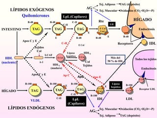    Tej. Adiposo      TAG (depósito)AGLÍPIDOS EXÓGENOSTej. Muscular   Oxidación (CO2+H2O+~P)QuilomicronesLpL (Capilares)HÍGADORteB-48B-48C-IILHC-IITAGTAGTAGEndocitosisINTESTINOE ColTAGEEB-48EB-48B-48Apos C y EIDLC-IIReceptoresE ColTejidosColHDL3LipasahepáticaLCATE ColE ColHDL(naciente)Más del50 % de IDLTodos los tejidosColTejidosA-1HDL2(maduro)EndocitosisApos C y EAp CApEApo EE ColB-100B-100B-100LipasahepáticaB-100EETAGTAGTAGE ColTAGReceptor LDLHÍGADOE ColC-IIB-100C-IILDLIDLLpL (Capilares)VLDLLÍPIDOS ENDÓGENOSTej. Muscular   Oxidación (CO2+H2O+~P)AG   Tej. Adiposo      TAG (depósito)
