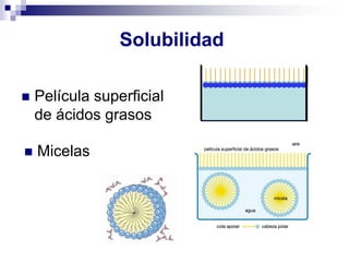 Solubilidad
◼ Película superficial
de ácidos grasos
◼ Micelas
 