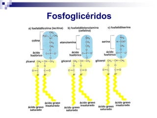 Fosfoglicéridos
 