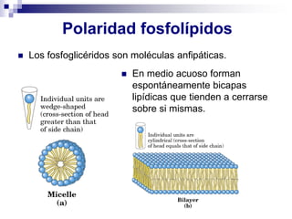 Polaridad fosfolípidos
◼ En medio acuoso forman
espontáneamente bicapas
lipídicas que tienden a cerrarse
sobre si mismas.
◼ Los fosfoglicéridos son moléculas anfipáticas.
 