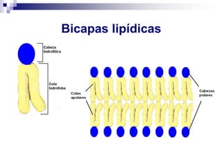 Bicapas lipídicas
 