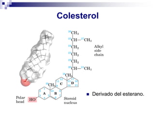 Colesterol
◼ Derivado del esterano.
 