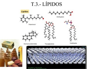 1
T.3.- LÍPIDOS
 