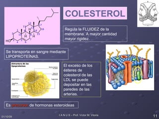 COLESTEROL Regula la FLUIDEZ de la membrana. A mayor cantidad mayor rigidez. Se transporta en sangre mediante LIPOPROTEÍNAS. Es  precursor  de hormonas esteroideas El exceso de los ésteres de colesterol de las LDL se puede depositar en las paredes de las arterias. 