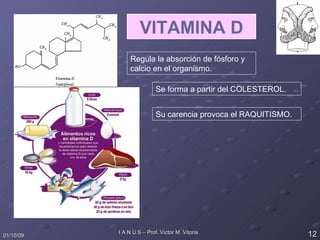 VITAMINA D Regula la absorción de fósforo y calcio en el organismo. Se forma a partir del COLESTEROL. Su carencia provoca el RAQUITISMO. 