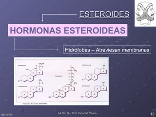 ESTEROIDES HORMONAS ESTEROIDEAS Hidrófobas – Atraviesan membranas 