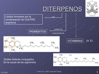 DITERPENOS Lípidos formados por la condensación de CUATRO isoprenos son pueden ser PIGMENTOS Dobles enlaces conjugados Es la causa de los pigmentos VITAMINAS (A, E) (E) componentes de 