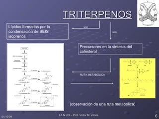 TRITERPENOS Lípidos formados por la condensación de SEIS isoprenos son son Precursores en la síntesis del colesterol (observación de una ruta metabólica) RUTA METABÓLICA 