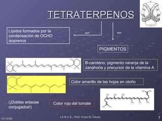TETRATERPENOS Lípidos formados por la condensación de OCHO isoprenos son son PIGMENTOS B-caroteno, pigmento naranja de la zanahoria y precursor de la vitamina A Color amarillo de las hojas en otoño Color rojo del tomate (¡Dobles enlaces conjugados!) 