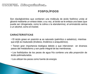 Son diacilglicéridos que contienen una molécula de ácido fosfórico unida al glicerol mediante un enlace éster; a su vez, al ácido se le enlaza una base (que puede ser nitrogenada, como la colina o la etanolamina), el aminoácido serina o un alcohol, como el inositol. CARACTERISTICAS UNEFM. Bioquímica. El ácido graso en posición    es saturado (palmítico o esteárico), mientras  que el     es insaturado (linoleico, linolénico o araquidónico). Tienen gran importancia biológica debido a que intervienen  en diversos pasos del metabolismo y son parte integral de las membranas. Los fosfolípidos de los peces de agua fría contiene una alta proporción de ácido poliinsaturados. Los utilizan los peces como fuente de energía FOSFOLÍPIDOS 
