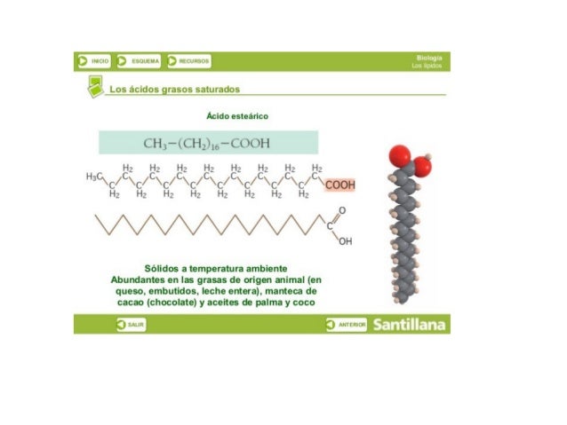 m
J INlCIO‘ 3 ESQUEMA!  DRECURSOS

l
l

 Los ácidos grasos saturados

/ 

Ácido esteárico

cH, —<cH_, l,(, —cooH

Hz Hz H2...