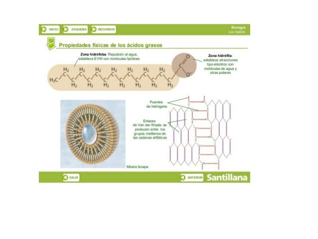 :3 llvlElO k? ) tSOUtl/ ñ  ¡»tumesus

" Progíedades físicas de los ácidos grasos

lona hiúófoba:  Repulsión al agua,  O un...