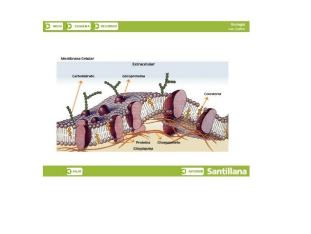 3 INICIO‘ 3 ESQUEMA!  DRECURSUS

Membrana Celular

(¡montante

 

3 ANIERJOR

= ll‘ 