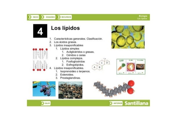 Los lípidos  y ,1

 

1. Características generales.  Clasificación.  _ j

2. Los ácidos grasos.  i‘ q

3. Lípldos ¡nsaponi...