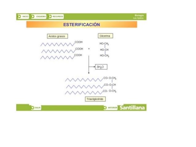 3 lNlCIÜ

,3 tSDUtMA  IKtCURSCS

ESTERIFICACIÓN

Ácidos grasos

COOH

 

V»'A_/ /A_/ Ñ'_/ // /V: ‘(¡“/ {/  HO'(| :H1
COOH ...