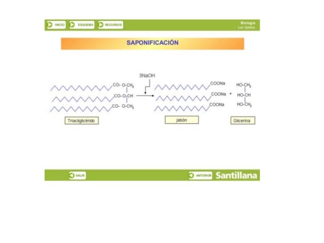 a
Ï) llulClU A‘ ESQUEMA t) ÍKLCURSÜS

SAPON| FICACIÓN

 

ENaOH
V _‘ ¿c0 0'01,    XÑOON? ‘ Hotlzn, 
y ‘l a ‘A uacoocu ——o ...